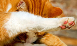 肉球猫