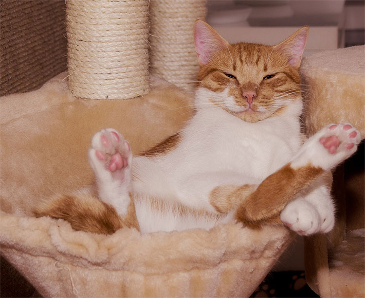 おなか猫