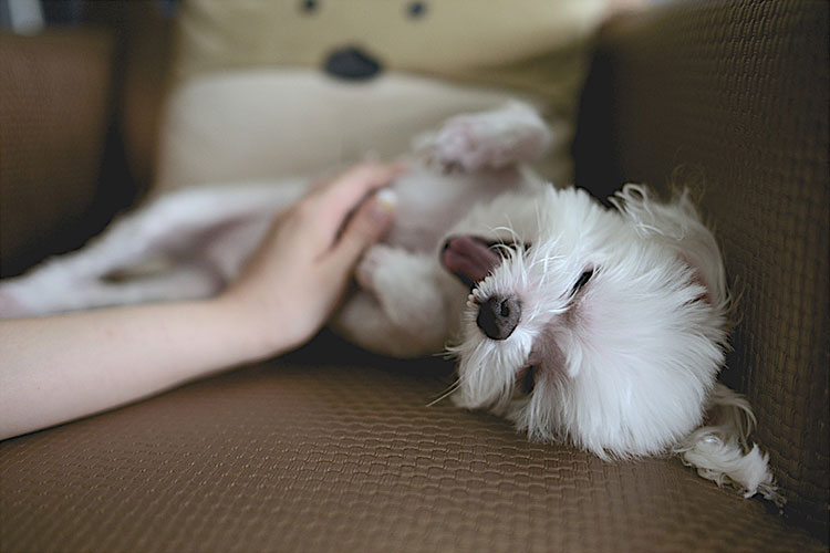 おなか犬