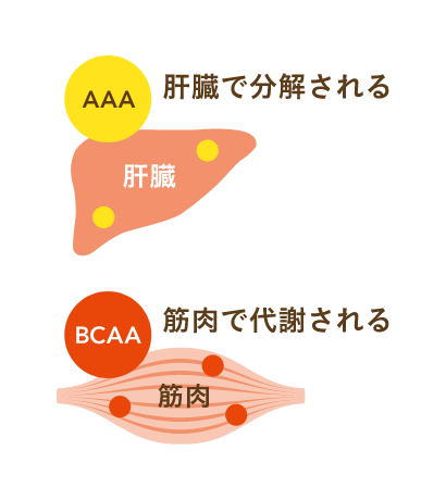 主に肝臓で分解されるAAAに対し、BCAAは主に筋肉で代謝され運動時のエネルギーや筋肉の合成に使われます。